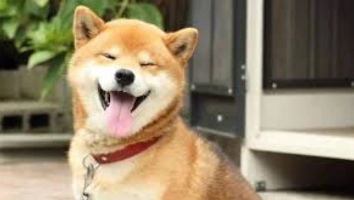 狗狗伸舌头原因