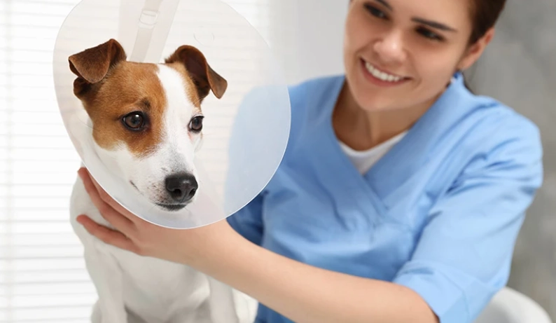 狗狗氣喘原因 狗狗氣喘原因