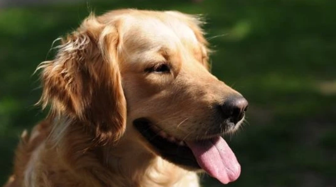 狗狗伸舌头原因