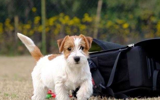 長毛傑克羅素梗