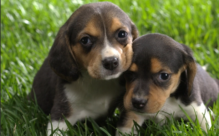 脾臟腫瘤非手術治療