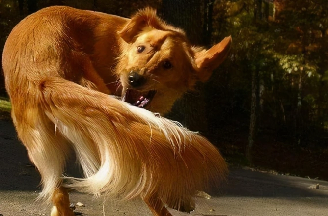 幼犬咬尾巴原因