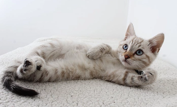 貓肛門腺問題 貓肛門腺問題