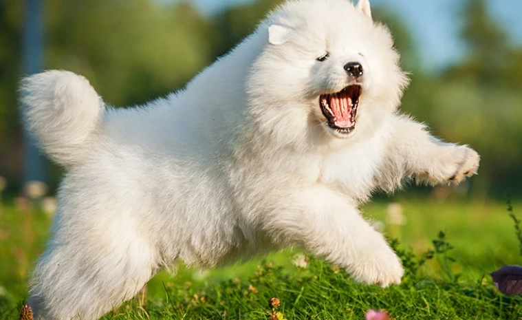 狗狗氣喘治療 狗狗氣喘治療