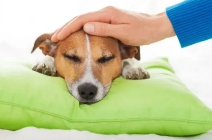 狗體溫正常範圍