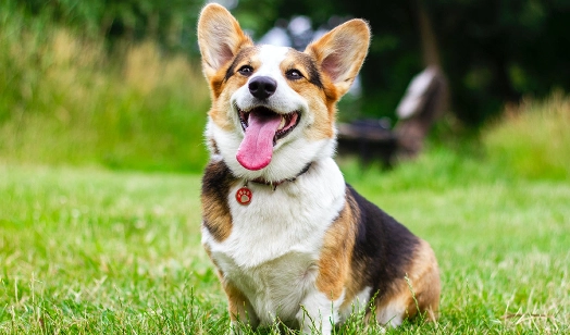 狗狗腫瘤治療 狗狗腫瘤治療