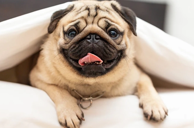 巴哥犬呼吸聲大 巴哥犬呼吸聲大