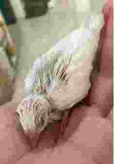 文鳥健康異常 文鳥健康異常