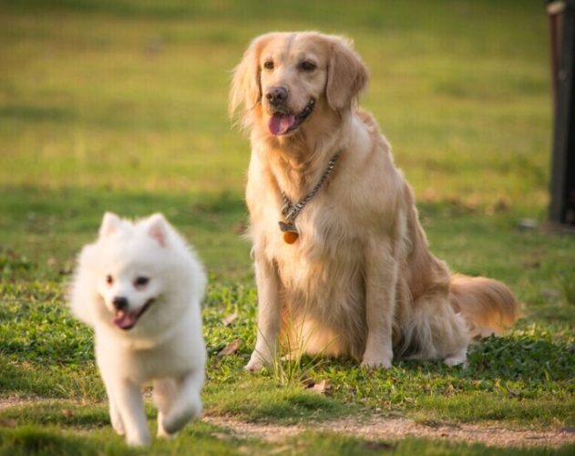 桃膠對狗狗有害嗎 桃膠對狗狗有害嗎