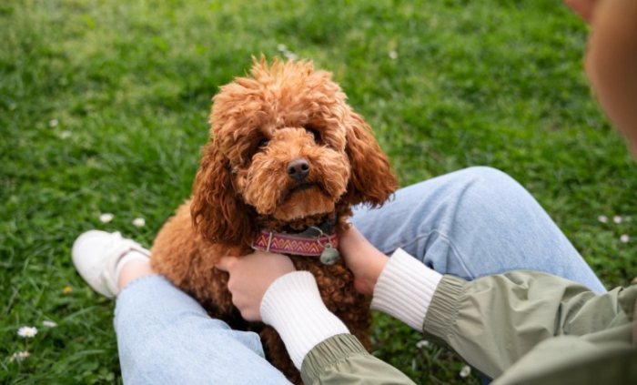 貴賓狗長壽秘訣