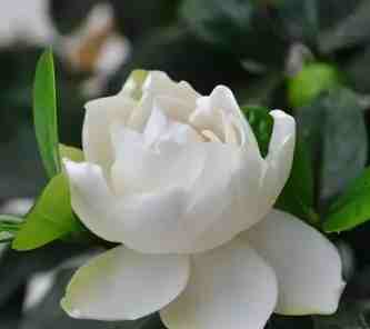 梔子花香氣描述 梔子花香氣描述