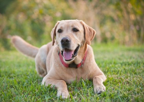 拉布拉多訓練技巧 拉布拉多訓練技巧