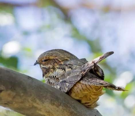 夜鷹 老鷹 區別 夜鷹 老鷹 區別