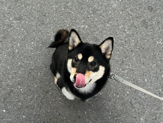 柴犬飼養困難 柴犬飼養困難