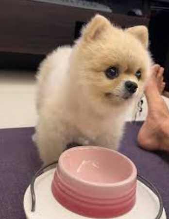 狗狗心脏病限水