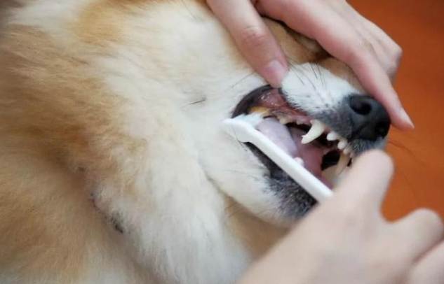 狗狗異常流口水