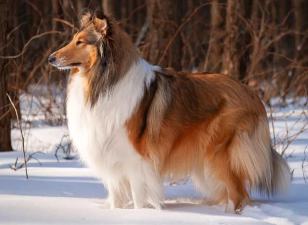 大型牧羊犬完整指南：品種選擇、飼養秘訣與常見問題解答