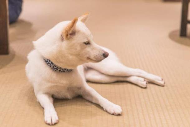 柴犬毛色 柴犬毛色