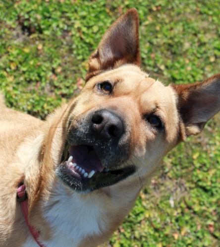 狗狗吃馬鈴薯安全嗎 狗狗吃馬鈴薯安全嗎