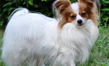 適合新手的小型犬 適合新手的小型犬