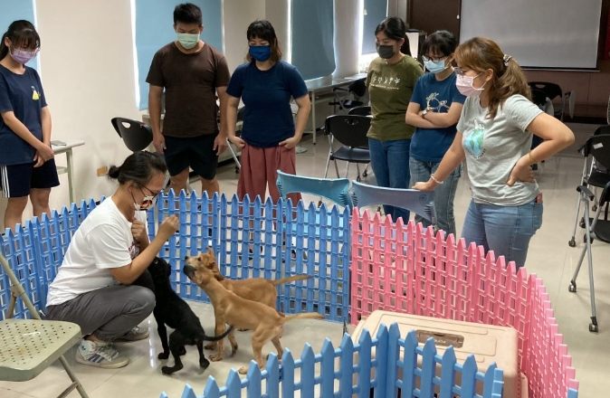 寵物行為矯正價格 寵物行為矯正價格