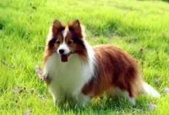 喜樂蒂牧羊犬饲养 喜樂蒂牧羊犬饲养