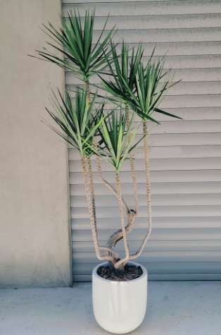 千年木種植全攻略：室內綠植養護秘訣與常見問題解答