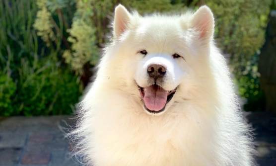 遛狗技巧 遛狗技巧