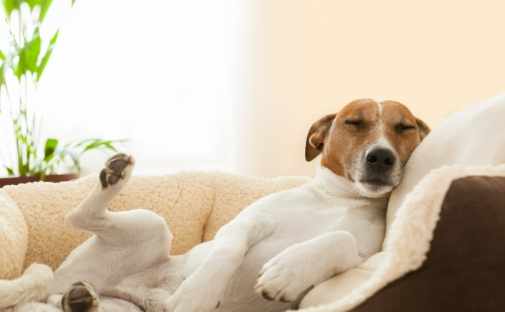 狗狗睡眠不足症狀 狗狗睡眠不足症狀