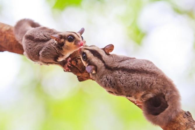 蜜袋鼯繁殖季節 蜜袋鼯繁殖季節