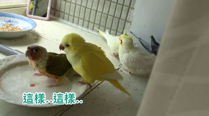 寵物鳥清潔 寵物鳥清潔