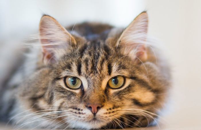 貓咪飲食禁忌 貓咪飲食禁忌