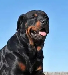 羅威納犬攻擊預防 羅威納犬攻擊預防