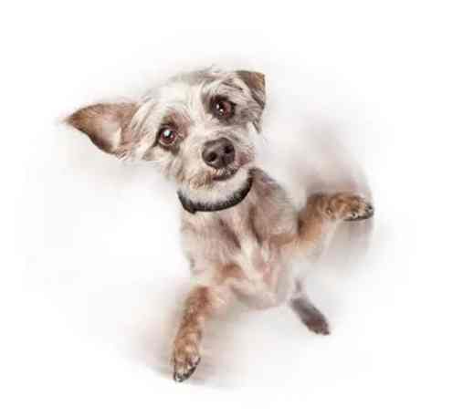 狗狗壓力症狀 狗狗壓力症狀