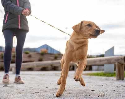 幼犬牽繩訓練技巧 幼犬牽繩訓練技巧