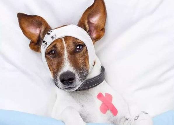 狗肺積水會好嗎