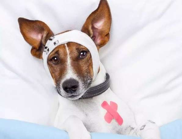 狗肺積水會好嗎？獸醫完整解析治療方法與康復可能性