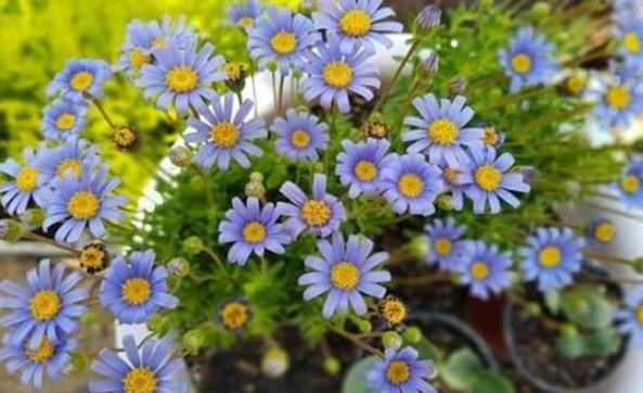 雛菊花語意義 雛菊花語意義