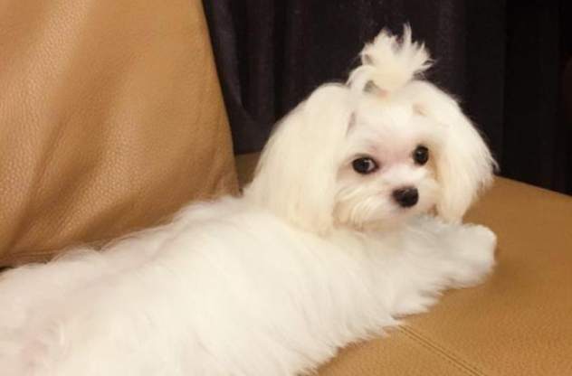 馬爾濟斯訓練技巧