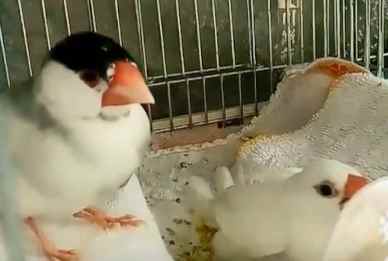 文鳥健康 文鳥健康