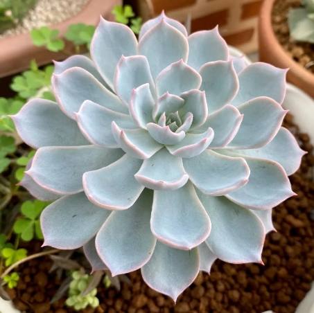 石蓮花口感 石蓮花口感