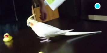 玉米餵食 玉米餵食