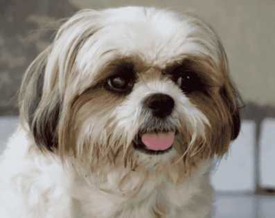 狗結紮情緒管理 狗結紮情緒管理