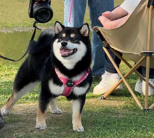 柴犬種類 柴犬種類