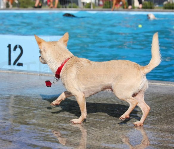狗狗游泳注意事項 狗狗游泳注意事項
