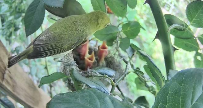綠繡眼幼鳥照顧