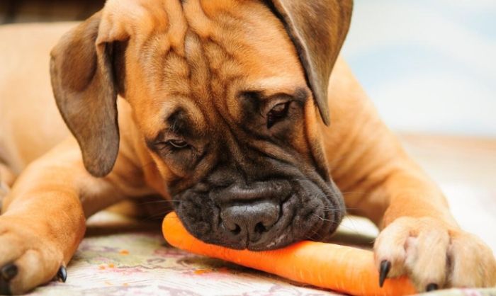 狗狗吃紅蘿蔔好處