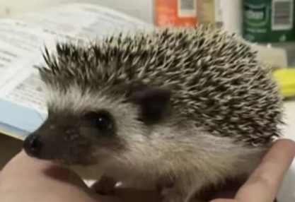寵物刺蝟護理 寵物刺蝟護理
