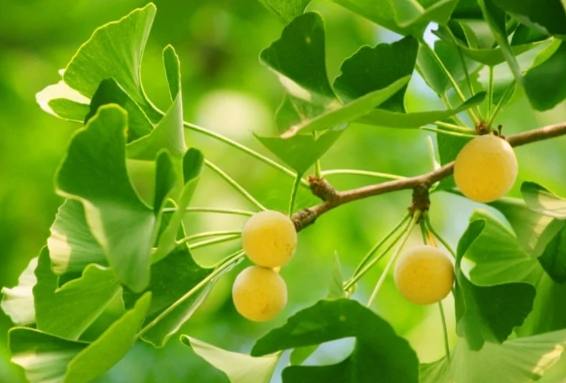 白果食用方法 白果食用方法