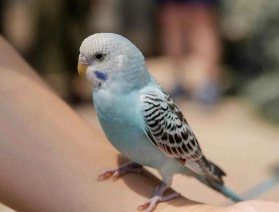 鸚鵡可以吃藍莓嗎